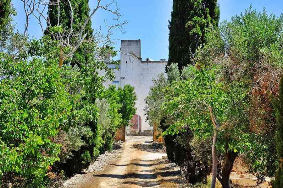 Il viale di ingresso fra cipressi e ulivi